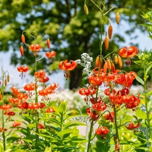 10 Tiger Lilies Bulbs - Orange Perennial Flower Bulbs, Full Sun - Image 4