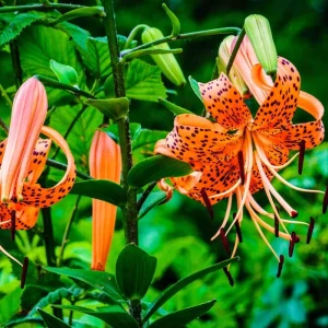 10 Tiger Lilies Bulbs - Orange Perennial Flower Bulbs, Full Sun - Image 5