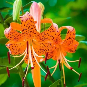 10 Tiger Lily Bulbs for Planting - Perennial Orange Flower Bulbs - Image 7