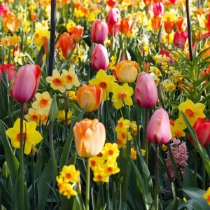 10 Tulip & Daffodil Bulbs Mix - Colorful Spring Flower Bulbs for Outdoor Planting - Image 3