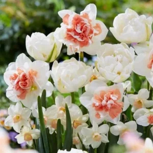 10 Tulip & Daffodil Bulbs Mix - Colorful Spring Flower Bulbs for Outdoor Planting - Image 4