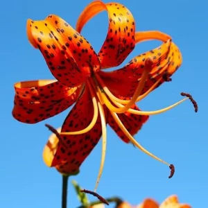 10 Turk's Cap Lily Bulbs - Orange Tiger Lilies for Outdoor Planting - Image 2