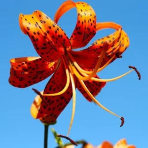 10 Turk's Cap Lily Bulbs - Orange Tiger Lilies for Outdoor Planting - Image 6