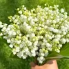 10 White Lily of the Valley Bulbs - Fragrant May Lilies, Easy to Grow, Cold Hardy - Image 1