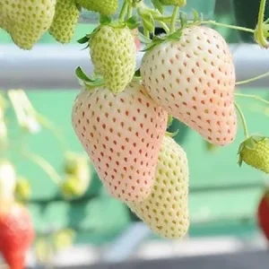 10 White Strawberry Plant Roots - Live Fruit Plants for Garden & Patio, USDA Zones 3-11 - Image 1