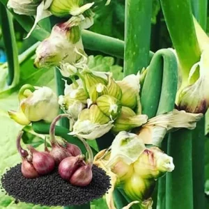 100 Walking Onion Seeds - Cold Hardy, Perennial, Fast-Growing for Spring Planting - Image 2