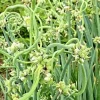 100 Walking Onion Seeds - Cold Hardy Perennial Tree Onion for Planting - Image 1