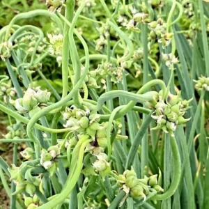 100 Walking Onion Seeds - Cold Hardy Perennial Tree Onion for Planting - Image 3
