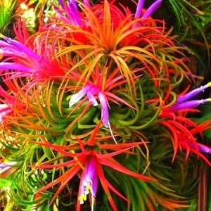 12 Air Plants Tillandsia Live Houseplants – Green Lonantha, Easy Care - Image 1