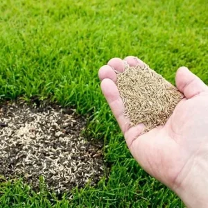 12000 Zoysia Grass Seeds – Low-Maintenance Lawn – Warm Season - Image 5