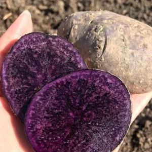 140 Purple Potato Seeds for Planting - Easy to Grow Vegetable Seeds - Image 2