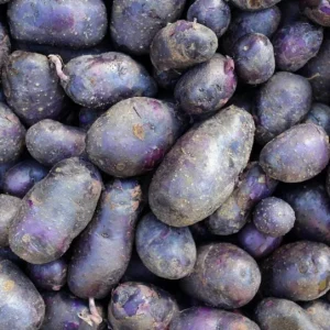 140 Purple Potato Seeds for Planting - Easy to Grow Vegetable Seeds - Image 5