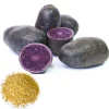 140 Purple Potato Seeds - Sweet Potato Seeds for Planting, Easy Grow - Image 1