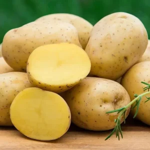 140 Yukon Gold Potato Seeds for Planting - Easy Growing, Delicious Tubers - Image 4