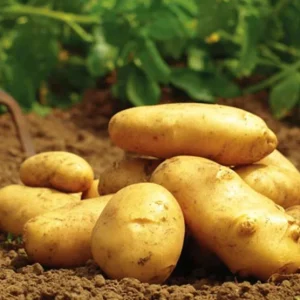 140 Yukon Gold Potato Seeds for Planting - Easy Growing, Delicious Tubers - Image 5