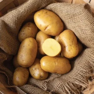 140 Yukon Gold Potato Seeds for Planting - Easy Growing, Delicious Tubers - Image 6