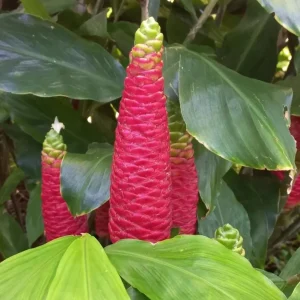 15 Awapuhi Shampoo Ginger Rhizomes - Zingiber Zerumbet Tubers for Planting - Image 2