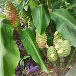 15 Awapuhi Shampoo Ginger Rhizomes - Zingiber Zerumbet Tubers for Planting - Image 8