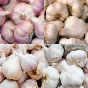 1Lb Mixed Garlic Bulbs for Planting - Hardneck Garlic Tubers, White Red Purple - Image 2