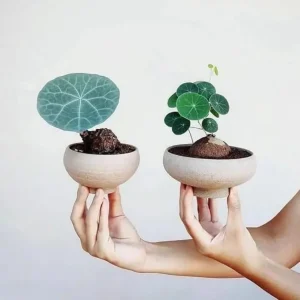 2-2.5 inch Stephania Cephalantha Caudex Live Plant - Rare Succulent for Home Decor, Sprouted - Image 2