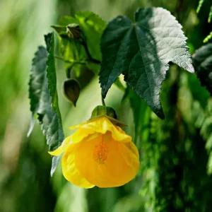 2 Abutilon Lantern Live Plants, 5-8 Inches Tall, Trailing Orange Flower Vine - Image 2