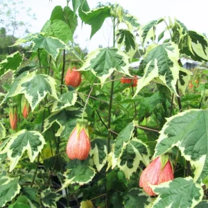 2 Abutilon Lantern Live Plants, 5-8 Inches Tall, Trailing Orange Flower Vine - Image 3