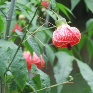 2 Abutilon Lantern Live Plants, 5-8 Inches Tall, Trailing Orange Flower Vine - Image 1