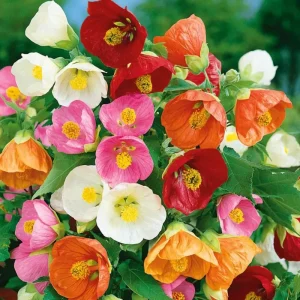 2 Abutilon Live Plants 5-9 Inches Tall - Orange Flowering Lantern Tree for Indoor/Outdoor Garden - Image 2