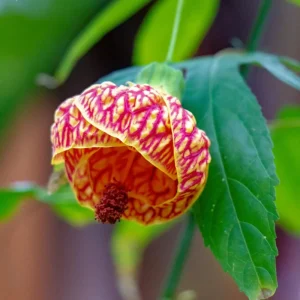 2 Abutilon Live Plants 5-9 Inches Tall - Orange Flowering Lantern Tree for Indoor/Outdoor Garden - Image 3