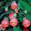 2 Abutilon Live Plants 5-9 Inches Tall - Orange Flowering Lantern Tree for Indoor/Outdoor Garden - Image 1
