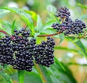 2 American Elderberry Plants Live - Black Elderberry Bush Bareroots, 6-12 Inches Tall - Image 6