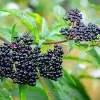 2 American Elderberry Plants Live - Black Elderberry Bush Bareroots, 6-12 Inches Tall - Image 1