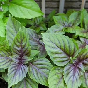 2 Basil Live Plants - Fragrant Herb, Outdoor Garden, 4 Inch Pot - Image 6
