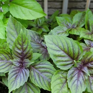 2 Basil Live Plants - Fragrant Herb, Outdoor Garden, 4 Inch Pot - Image 7