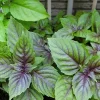 2 Basil Live Plants - Fragrant Herb, Outdoor Garden, 4 Inch Pot - Image 1
