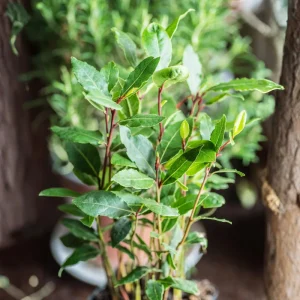 2 Bay Leaf Laurel Live Plants, 4-7 Inches Tall, Laurus Nobilis, Indoor/Outdoor Culinary Herb - Image 2