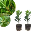 2 Bay Leaf Laurel Live Plants, 4-7 Inches Tall, Laurus Nobilis, Indoor/Outdoor Culinary Herb - Image 1
