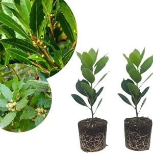 2 Bay Leaf Laurel Live Plants, Sweet Bay Leaf Tree, 4-7 Inches Tall, Laurus Nobilis, Indoor/Outdoor Herb - Image 3