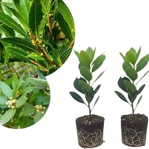 2 Bay Leaf Laurel Live Plants, Sweet Bay Leaf Tree, 4-7 Inches Tall, Laurus Nobilis, Indoor/Outdoor Herb - Image 1