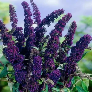2 Black Butterfly Bush Live Plants - 5-9 Inches Tall, Fragrant Flowers - Image 2