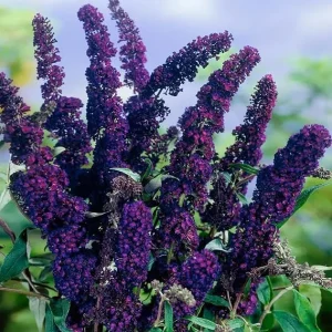 2 Black Butterfly Bush Live Plants - 5-9 Inches Tall, Fragrant Flowers - Image 7