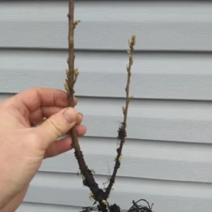 2 Black Cherry Live Fruit Trees, 3-4 ft Tall, Hardy, Outdoor - Image 3