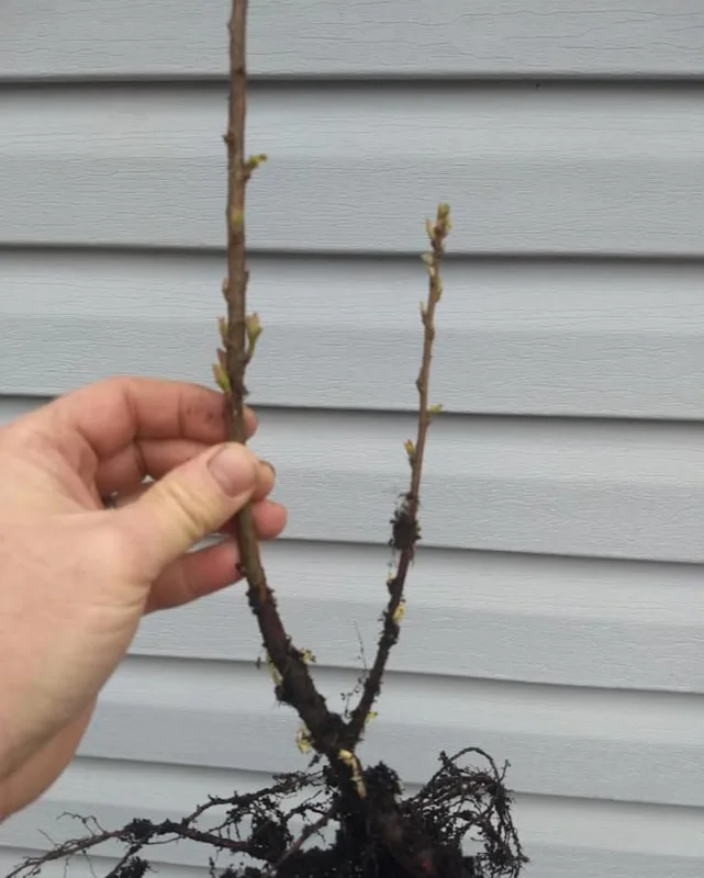 2 Black Cherry Live Fruit Trees, 3-4 ft Tall, Hardy, Outdoor - Image 3