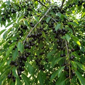 2 Black Cherry Trees Live Plants – Sweet Cherry Bare Roots, 12-15 Inches, Outdoor - Image 3