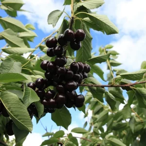 2 Black Cherry Trees Live Plants – Sweet Cherry Bare Roots, 12-15 Inches, Outdoor - Image 4