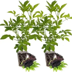 2 Black Elderberry Live Plants - American Elderberry Bush, 6-12 Inch Tall, Outdoor - Image 2
