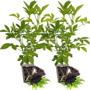 2 Black Elderberry Live Plants - American Elderberry Bush, 6-12 Inch Tall, Outdoor - Image 4