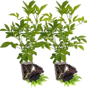 2 Black Elderberry Live Plants - American Elderberry Bush, 6-12 Inch Tall, Outdoor - Image 5
