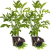 2 Black Elderberry Live Plants - American Elderberry Bush, 6-12 Inch Tall, Outdoor - Image 1
