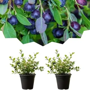 2 Black Huckleberry Live Plants, Well Rooted Huckleberries, 4'' Pot, Outdoor - Image 5